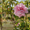 Jurlique Rare Rose Serum 30ml #Size_30ml